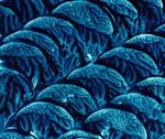 Art Gallery